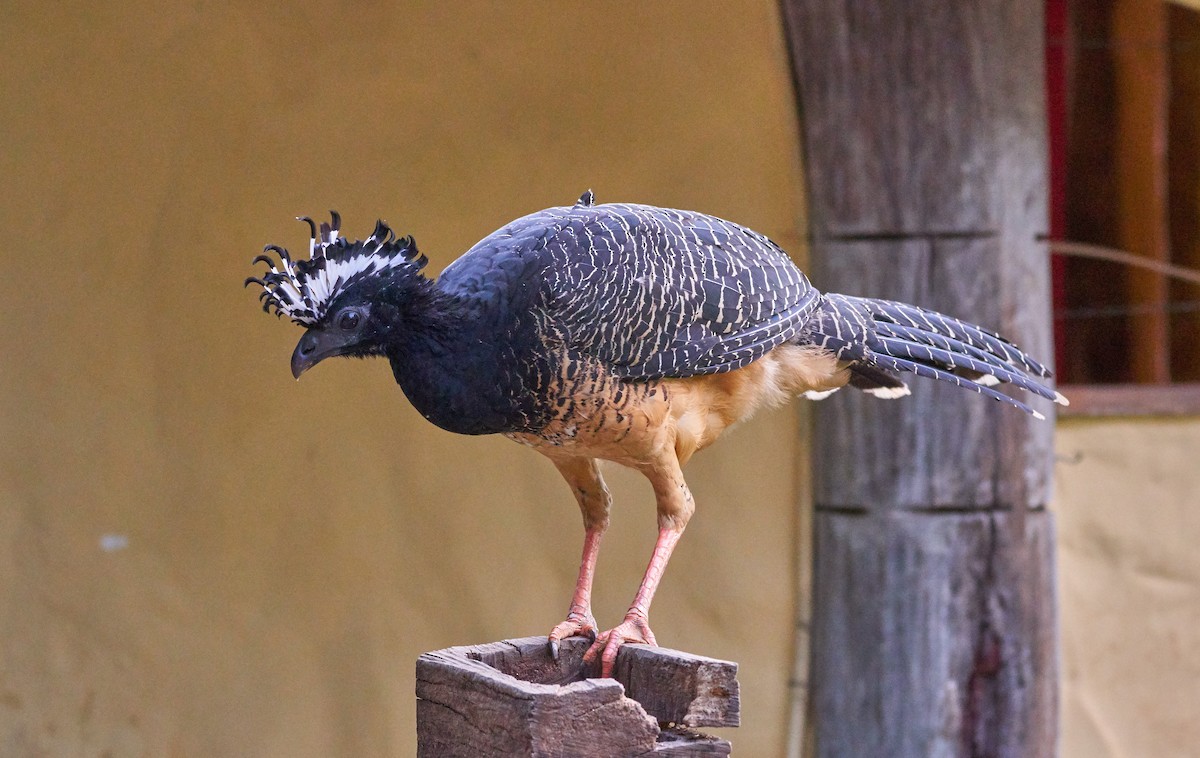Bare-faced Curassow - ML424000481