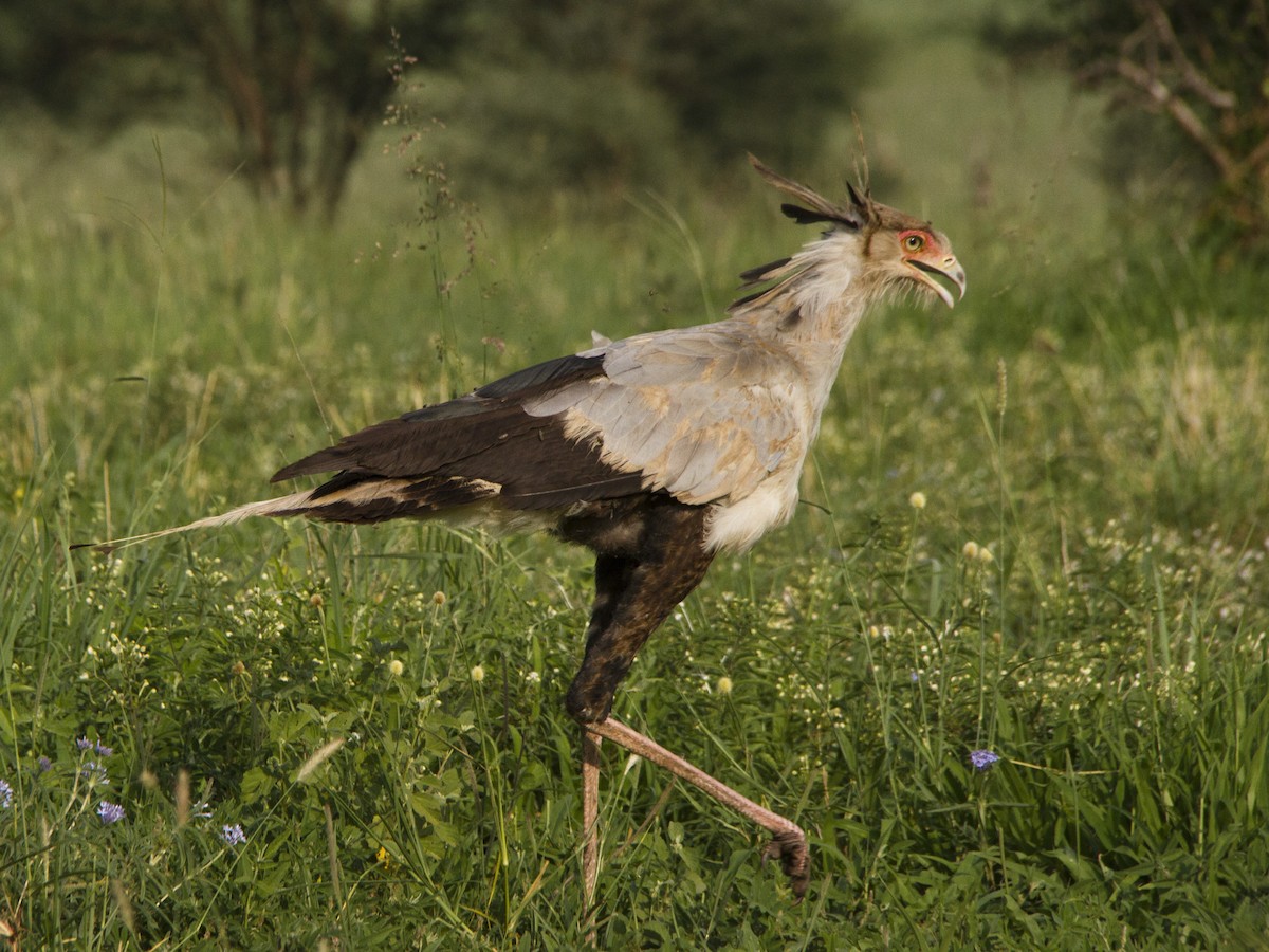 Secretarybird - ML424000991