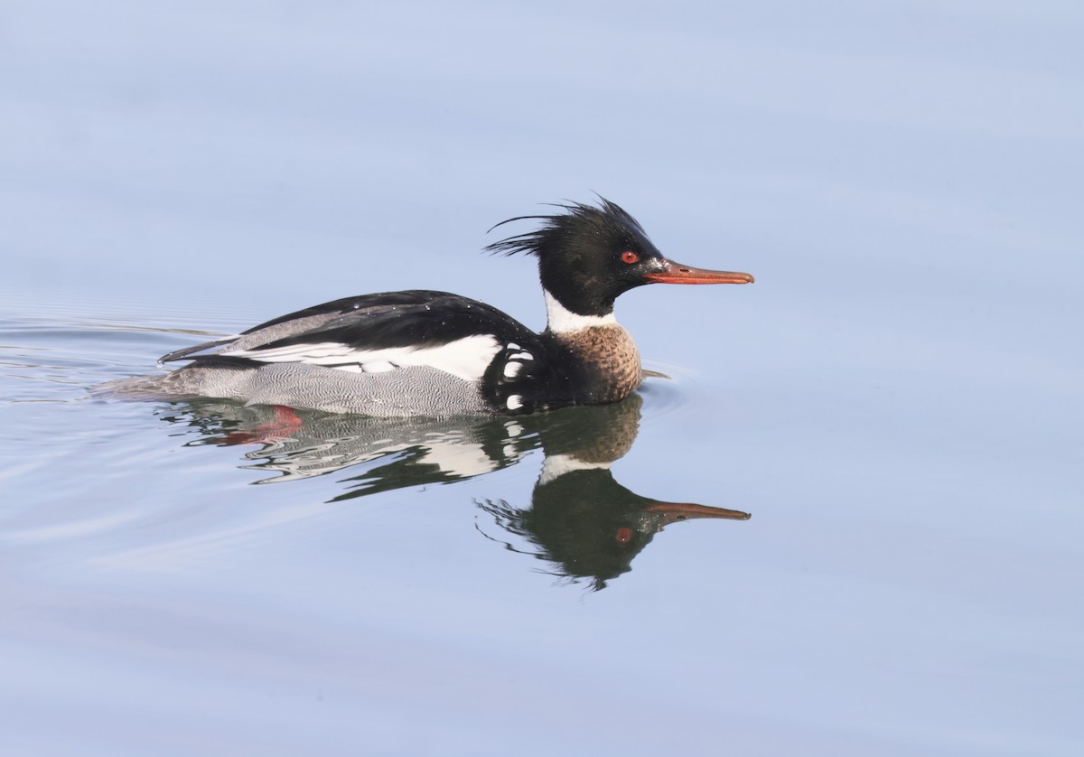 Red-breasted Merganser - Ken Oeser