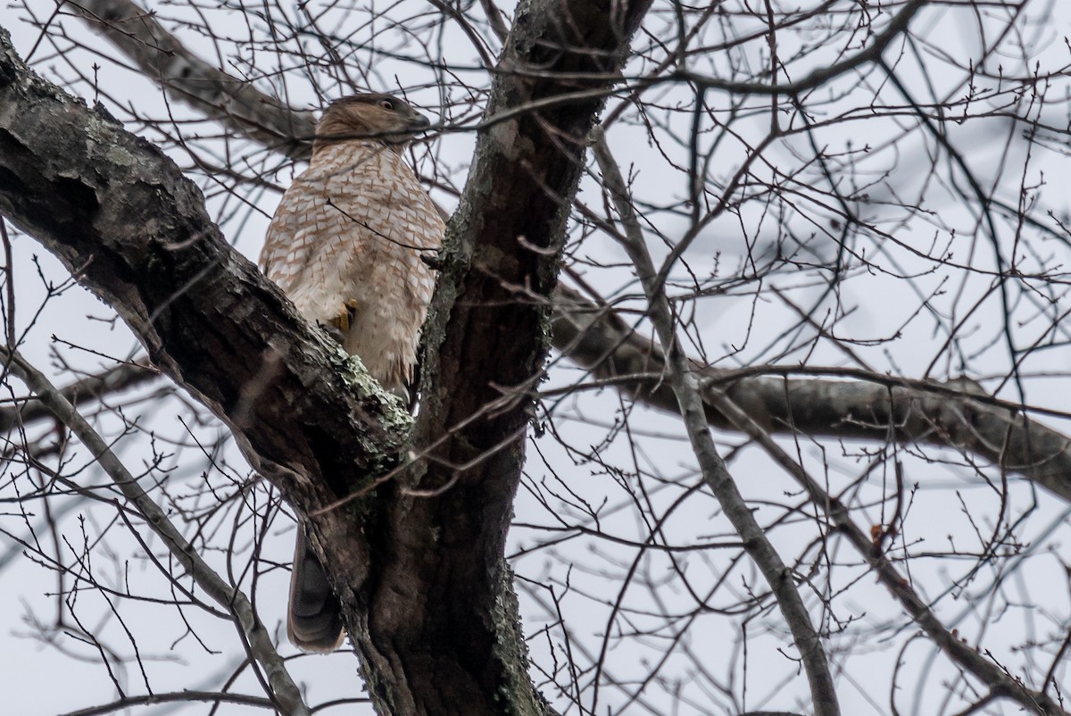 Cooper's Hawk - ML424002781