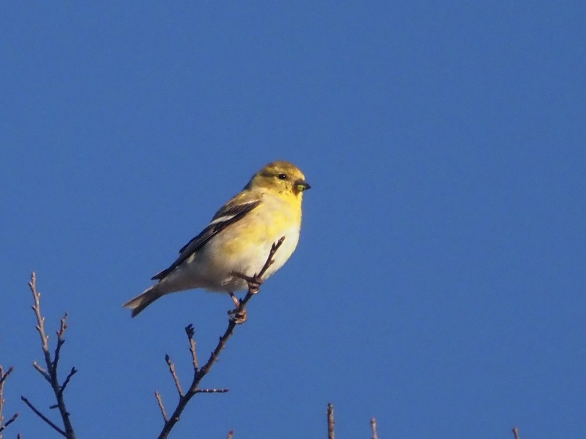 American Goldfinch - ML424003011