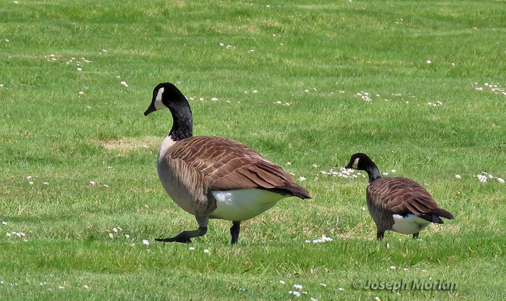 Barnacla Canadiense Grande - ML424003381