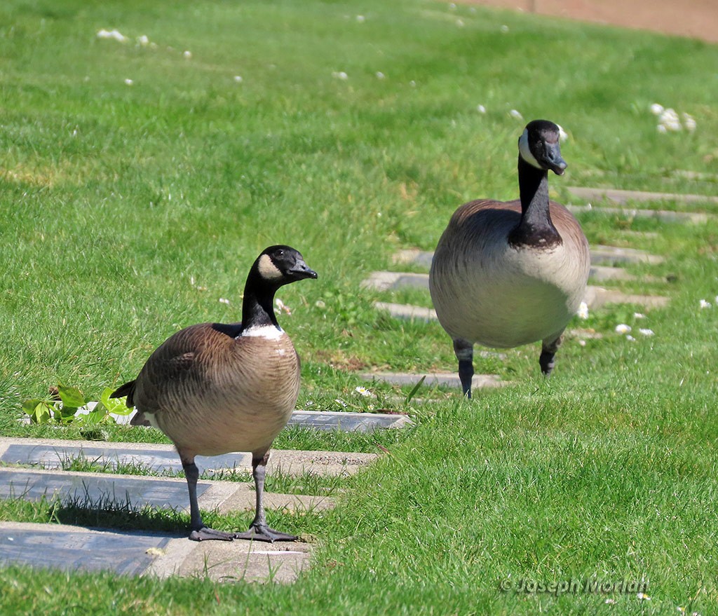 Canada Goose - ML424003391