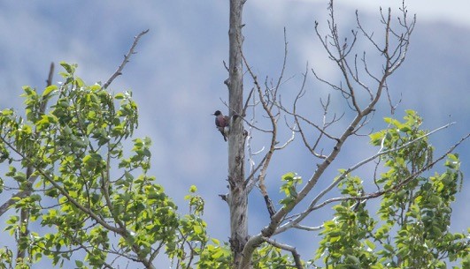 Lewis's Woodpecker - Bow Valley Bird Records