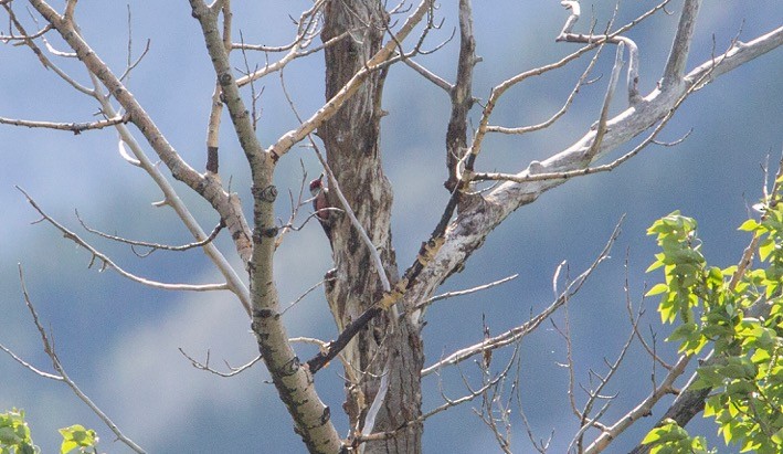 Lewis's Woodpecker - Bow Valley Bird Records