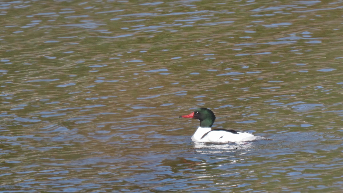 Gänsesäger - ML424005151