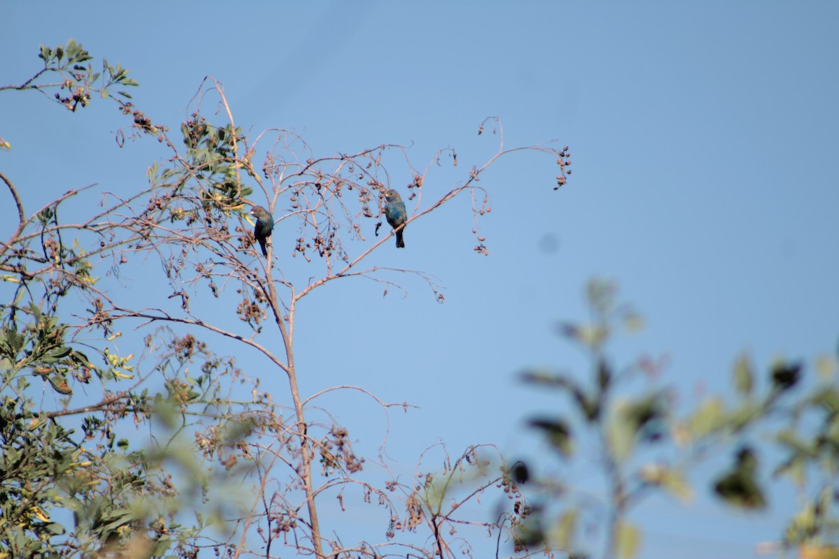 Passerin indigo - ML424005281