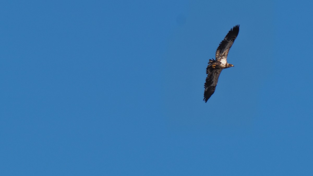 Bald Eagle - ML424005301