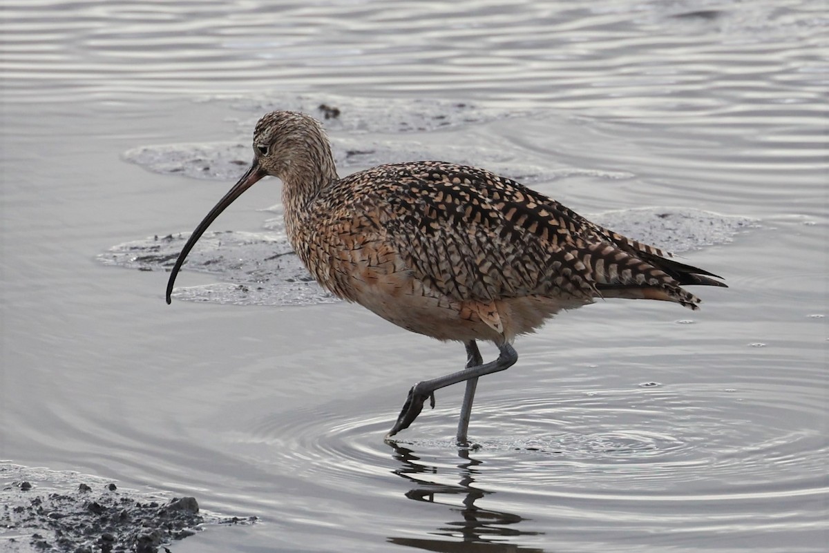Long-billed Curlew - ML424005321