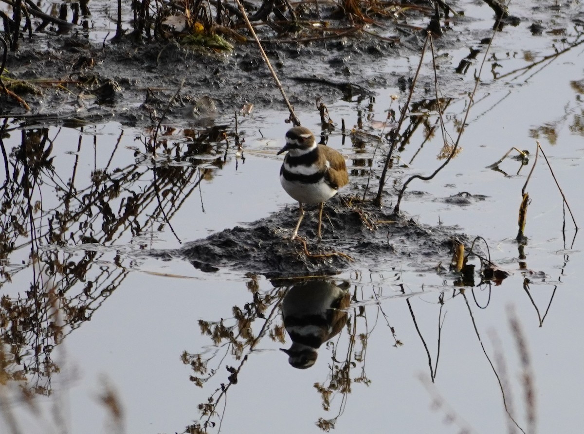 Killdeer - ML424006691