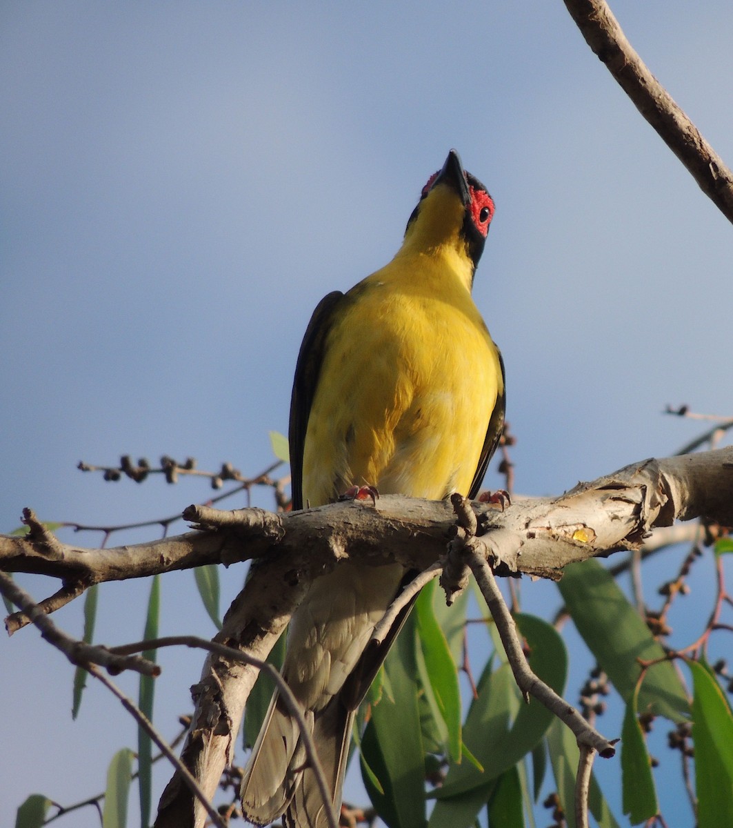 Australasian Figbird - ML42400711