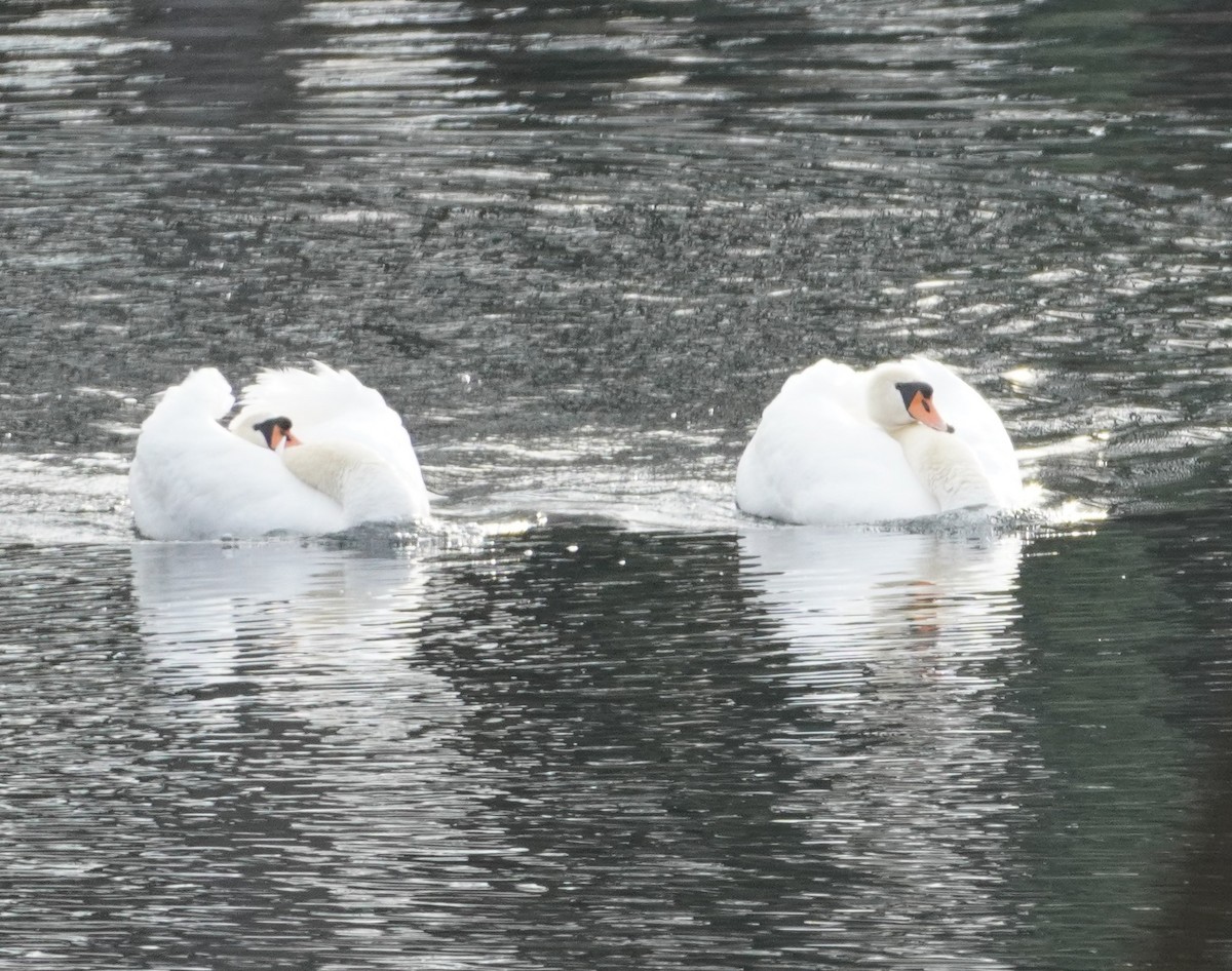 Mute Swan - linda kleinhenz