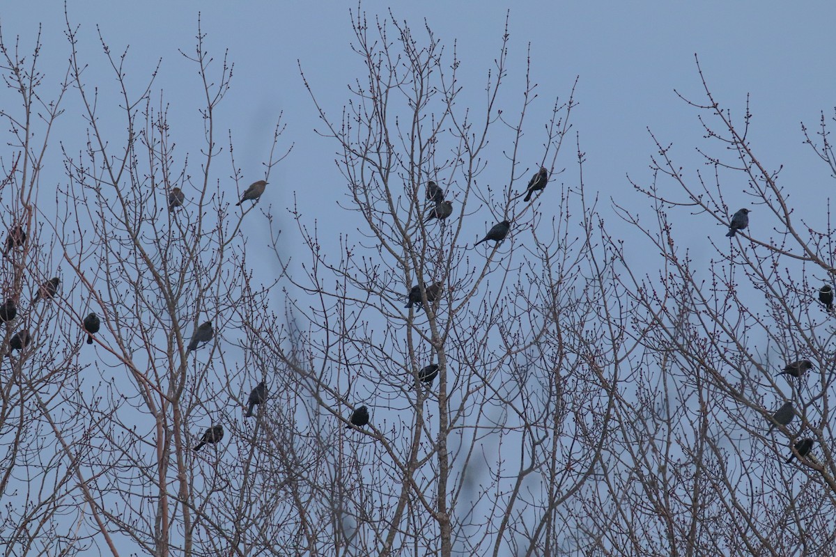 Rusty Blackbird - MELISSA  SOVAY