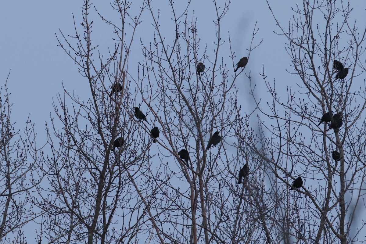 Rusty Blackbird - MELISSA  SOVAY