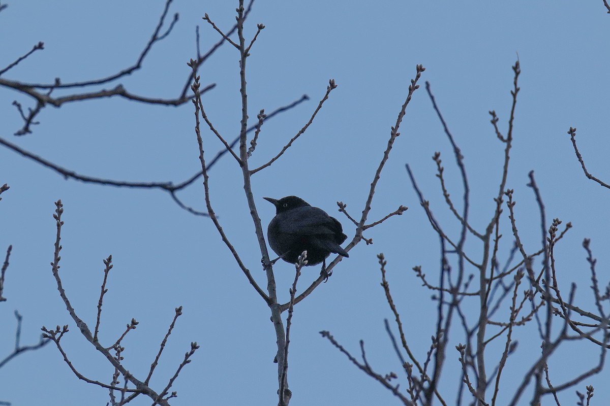 Rusty Blackbird - ML424007731