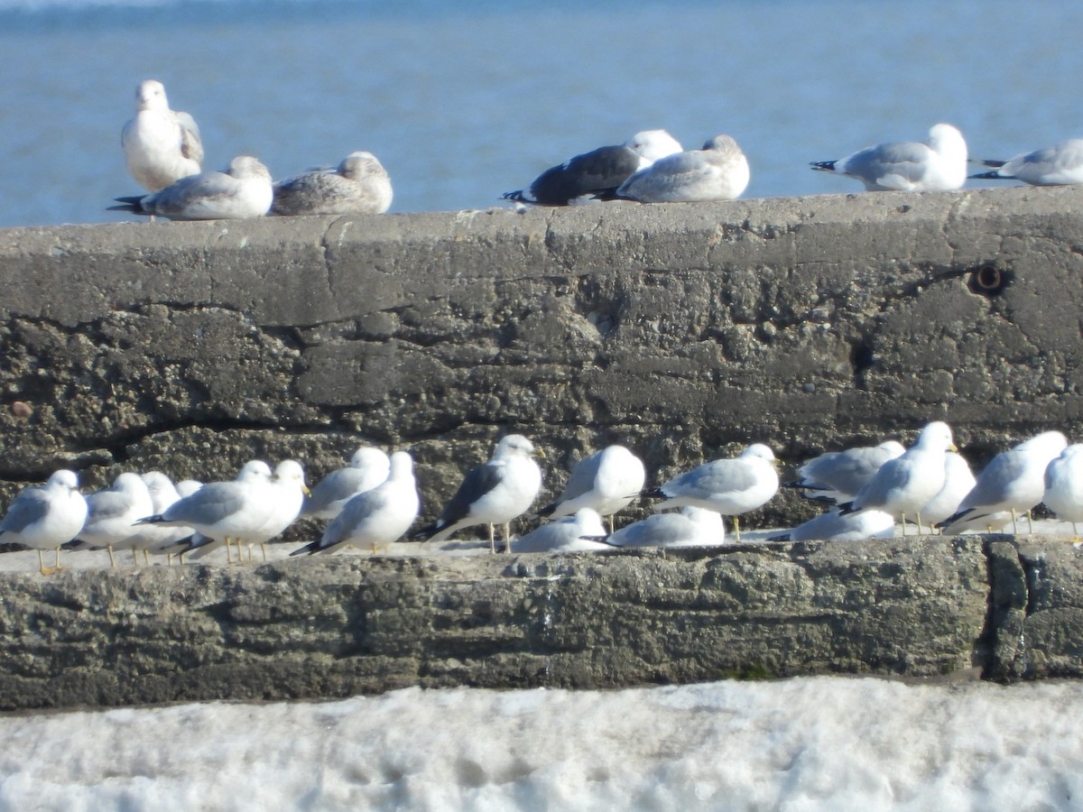 Lesser Black-backed Gull - ML424007931