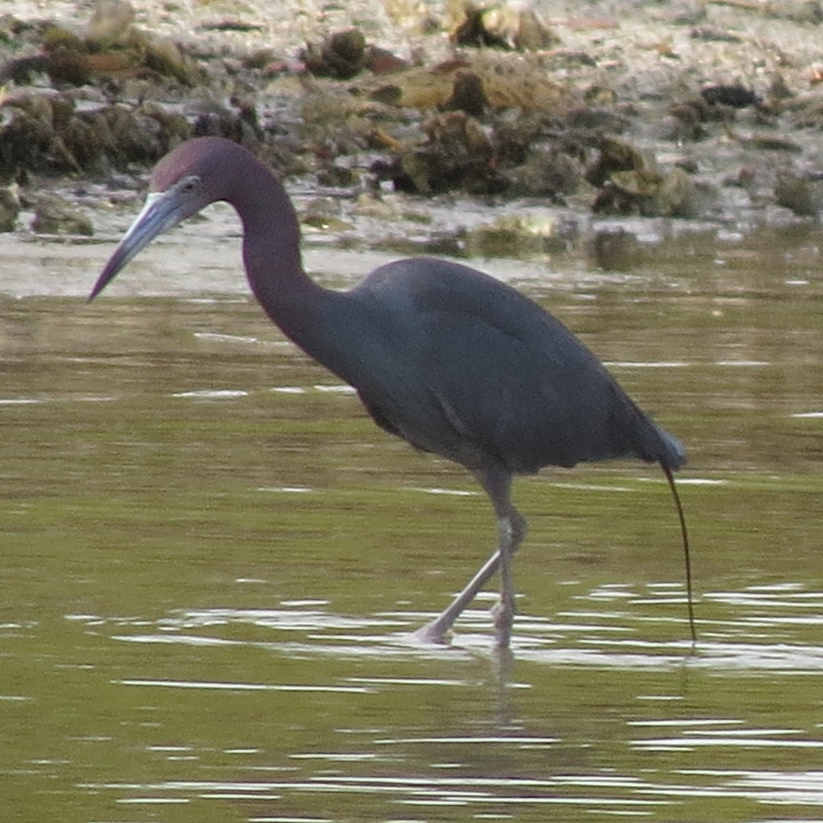 Little Blue Heron - ML424008361