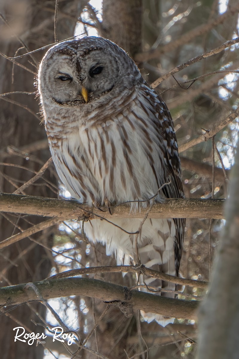 Barred Owl - Roger Roy