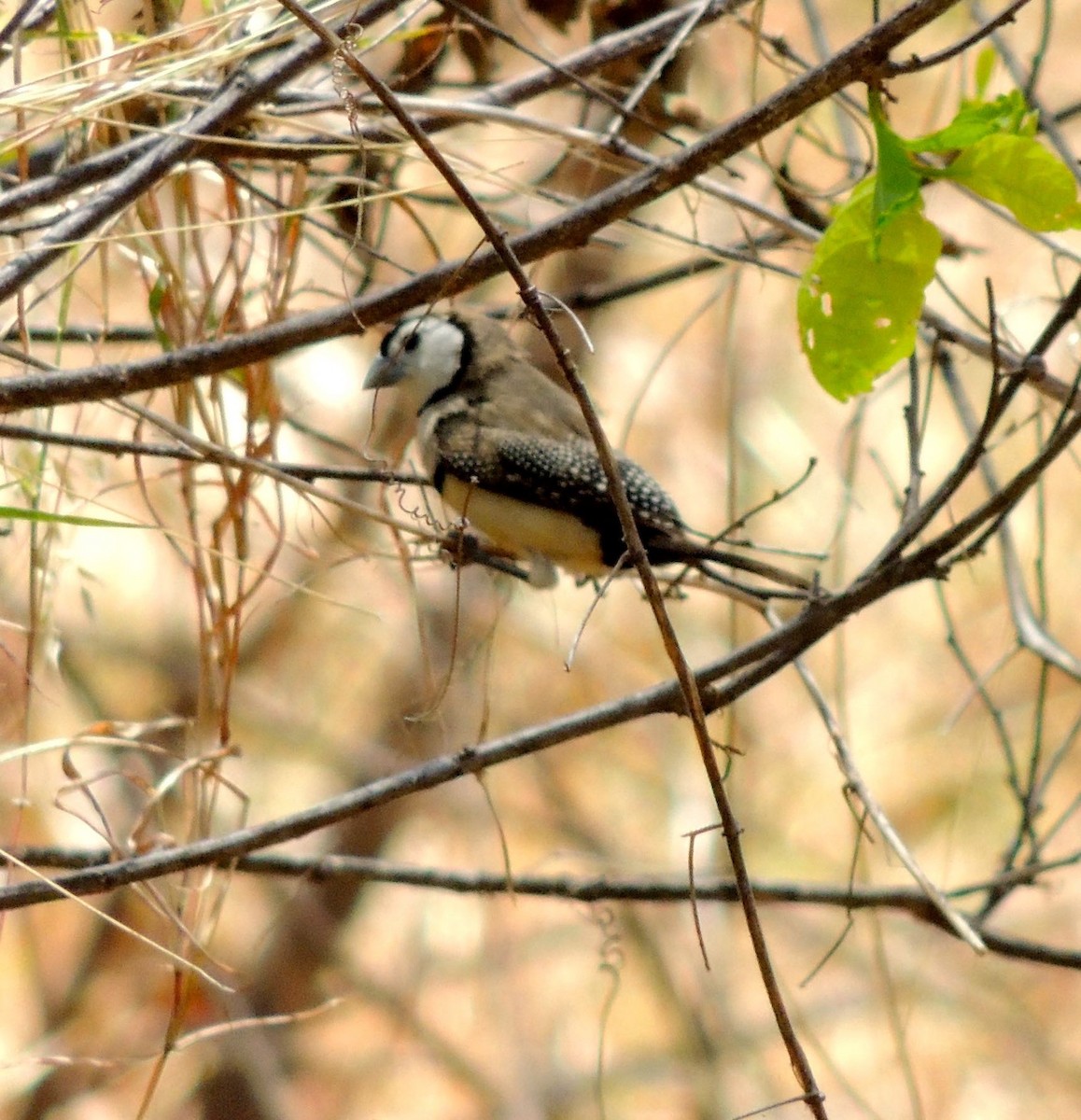 Double-barred Finch - ML42400851