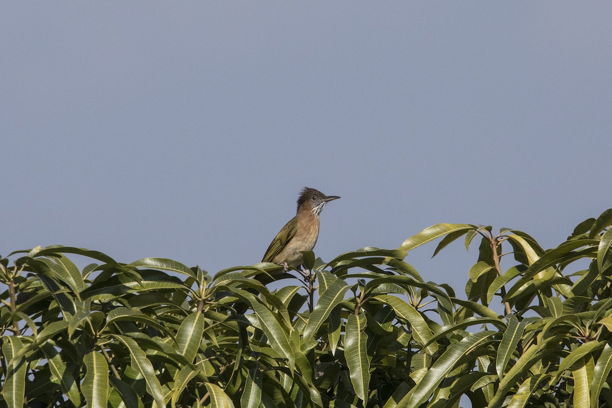 Mountain Bulbul - ML424009541