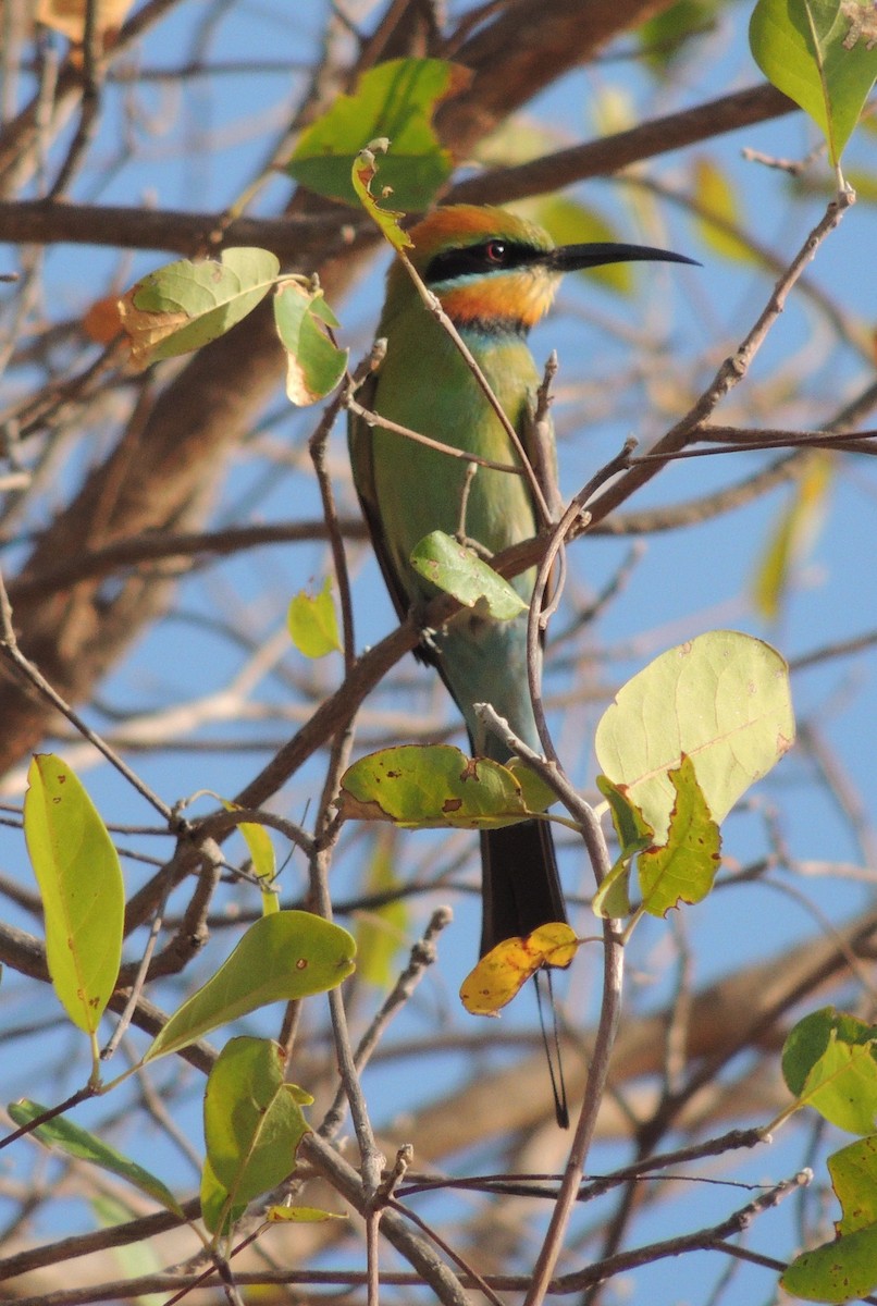 Rainbow Bee-eater - ML42401071