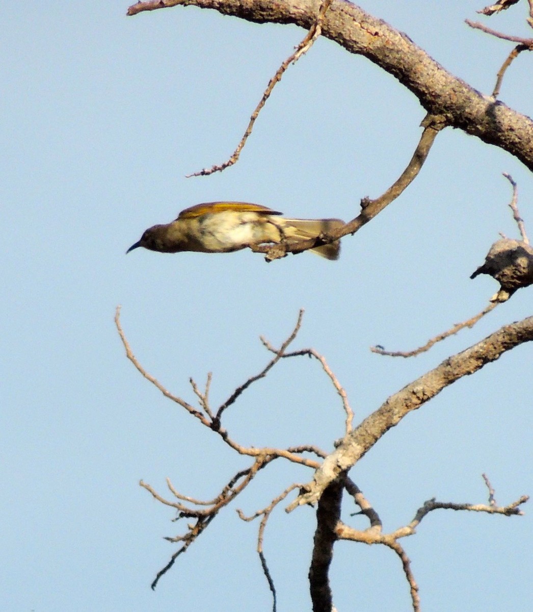 Brown Honeyeater - ML42401151