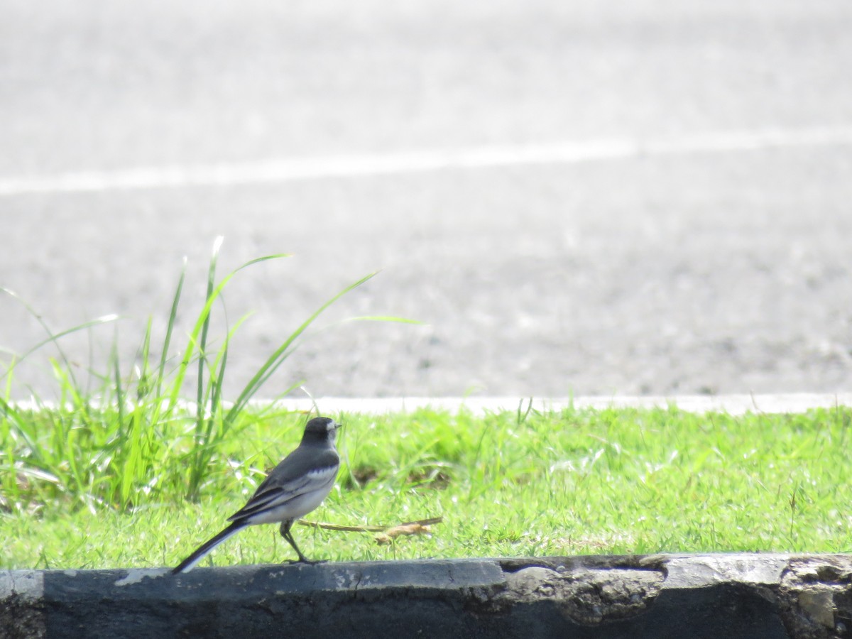 White Wagtail - ML42401321