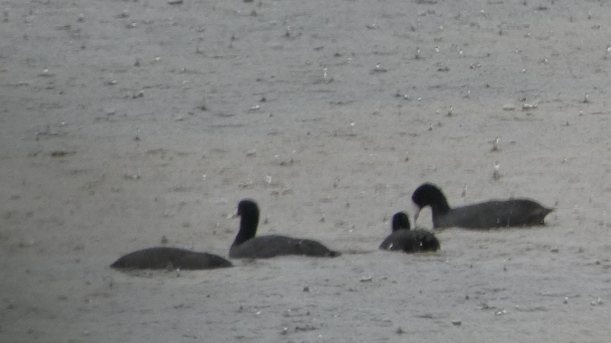 American Coot - ML424015171