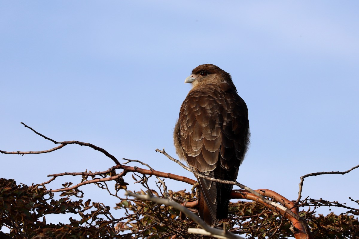 Chimango Caracara - Olivier Langrand