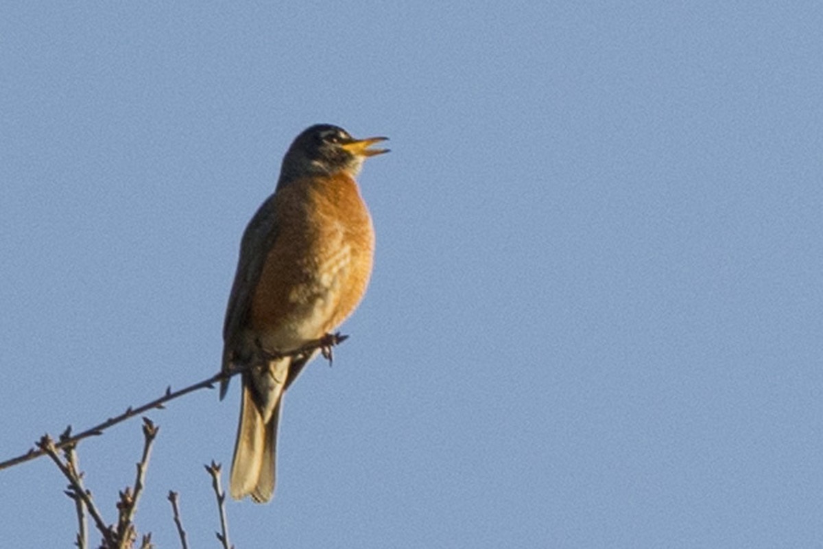 American Robin - ML424015861