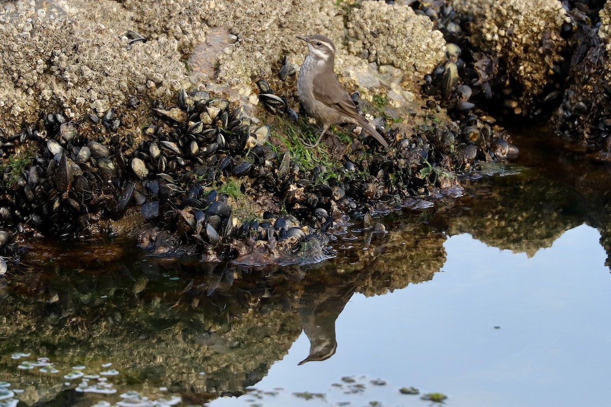 Buff-winged Cinclodes - ML424016091