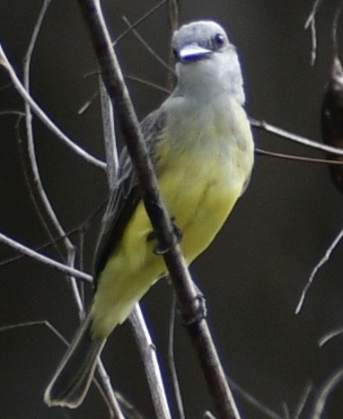 Tropical Kingbird - ML424017461