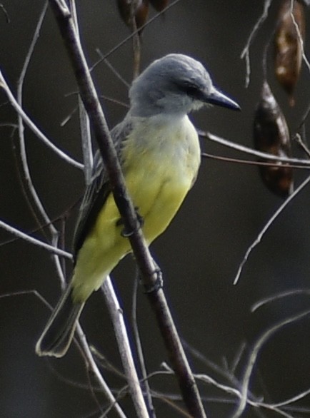 Tropical Kingbird - ML424017471