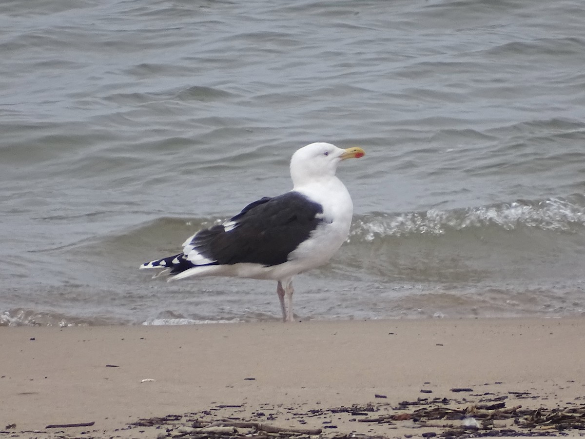 Great Black-backed Gull - ML424017711