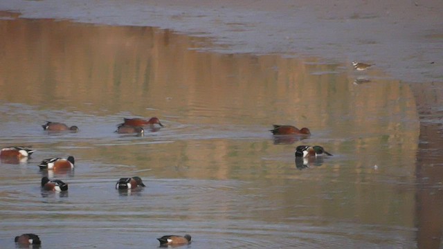 Cinnamon Teal - ML424019151