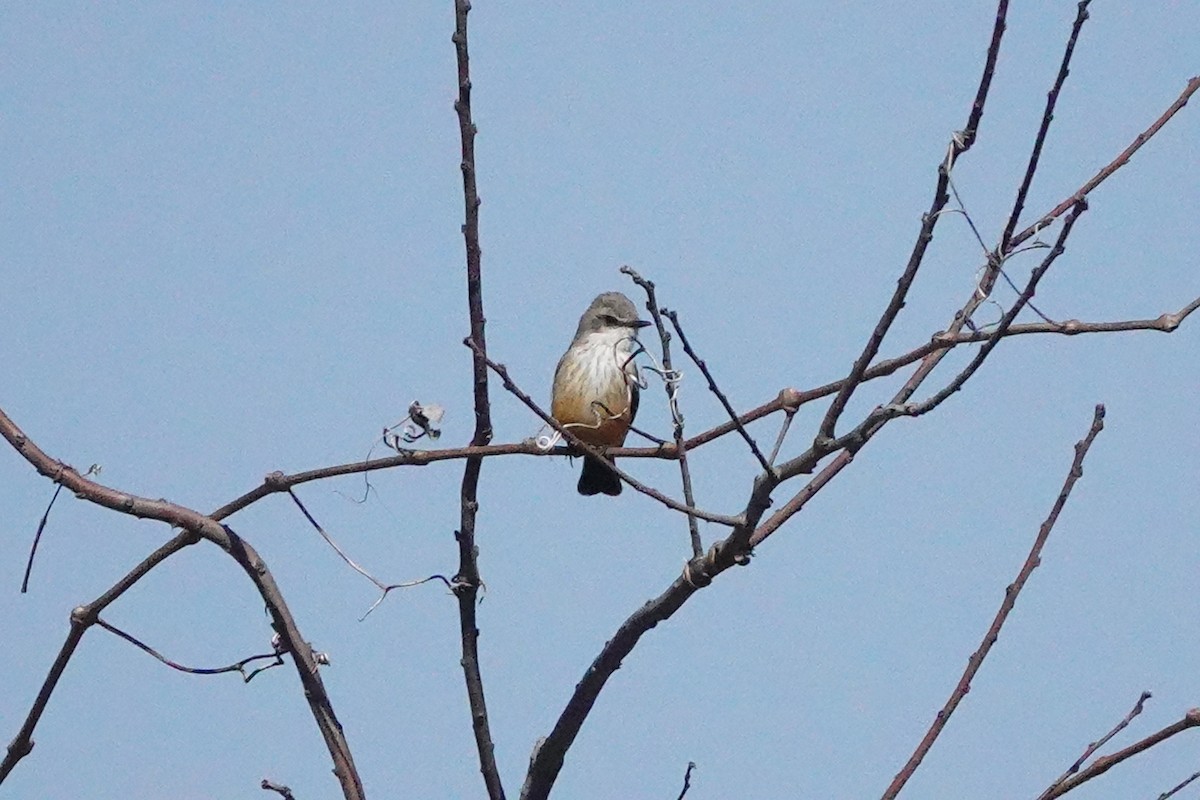 Vermilion Flycatcher - ML424019361