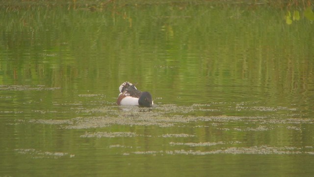 Northern Shoveler - ML424020161