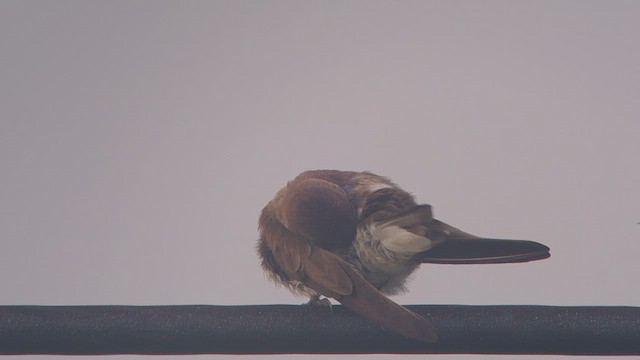 Bank Swallow - ML424020261