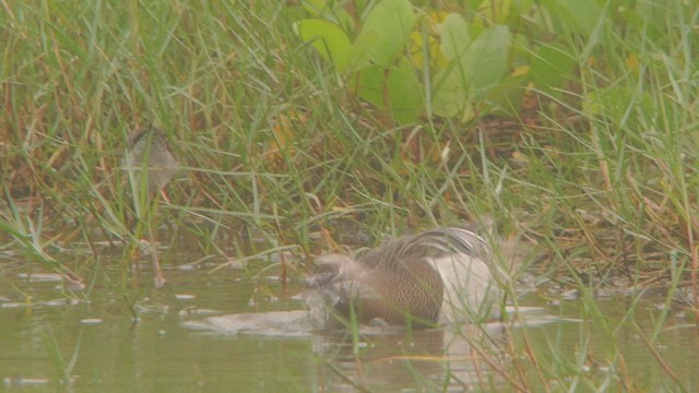 Garganey - ML424020301