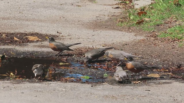 American Robin - ML424021921