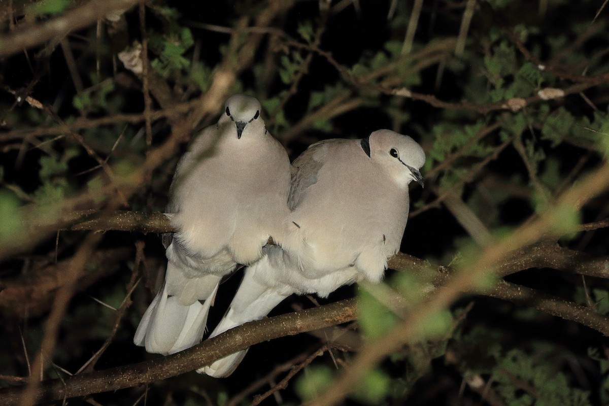 Ring-necked Dove - Phil Stouffer