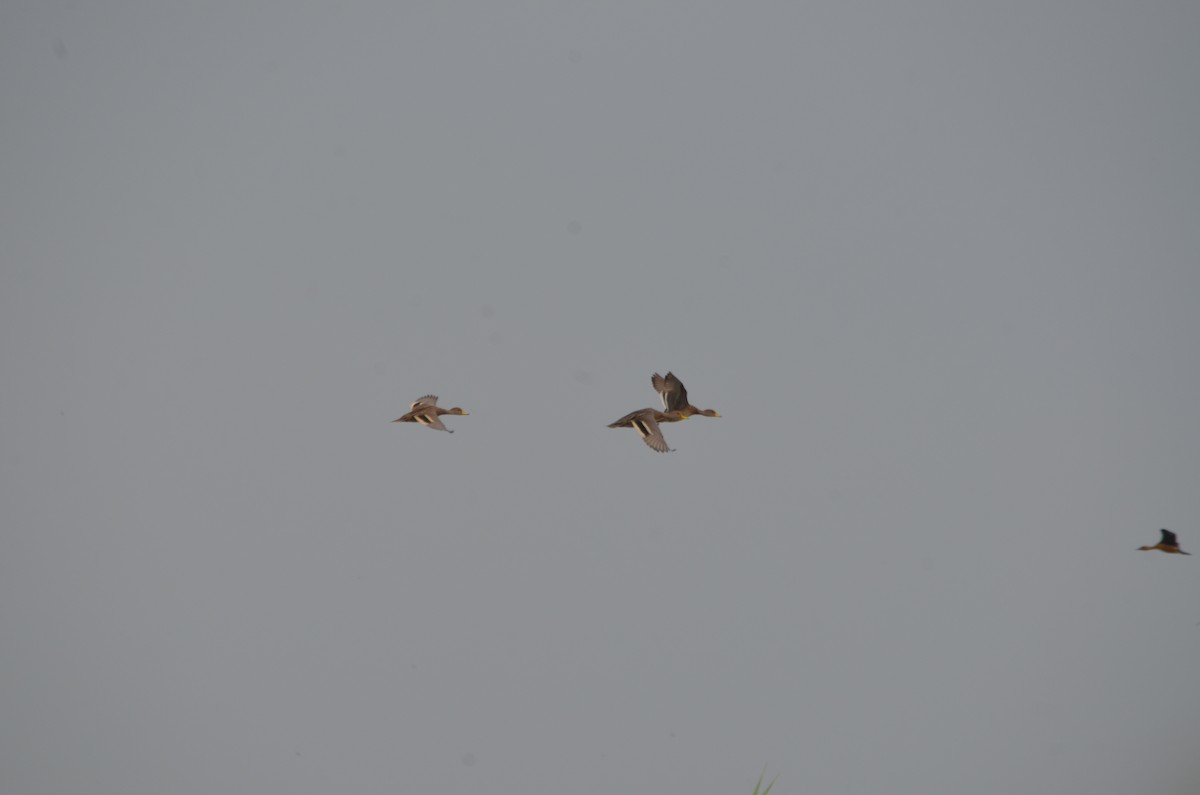 Yellow-billed Pintail - ML42402401