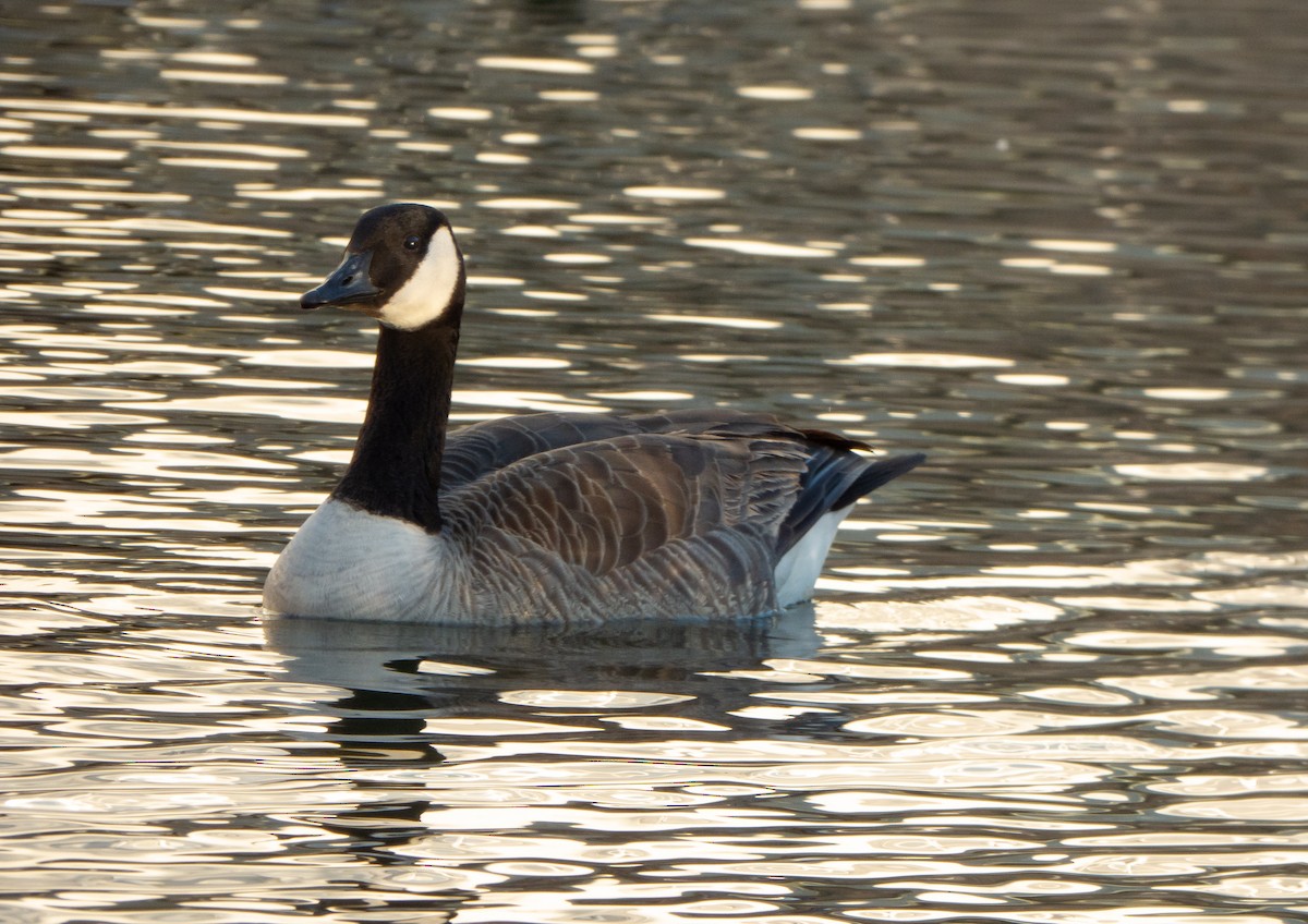 Canada Goose - ML424025351