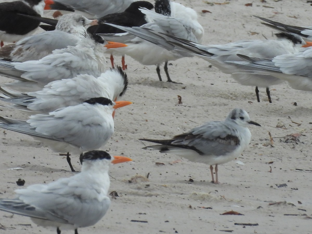 Mouette de Bonaparte - ML424026581