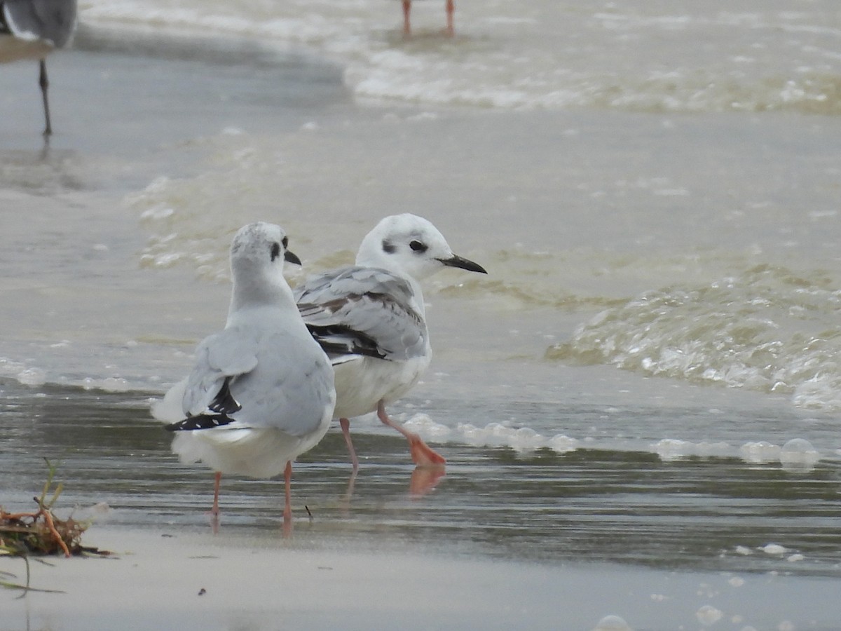 Bonaparte's Gull - ML424026611