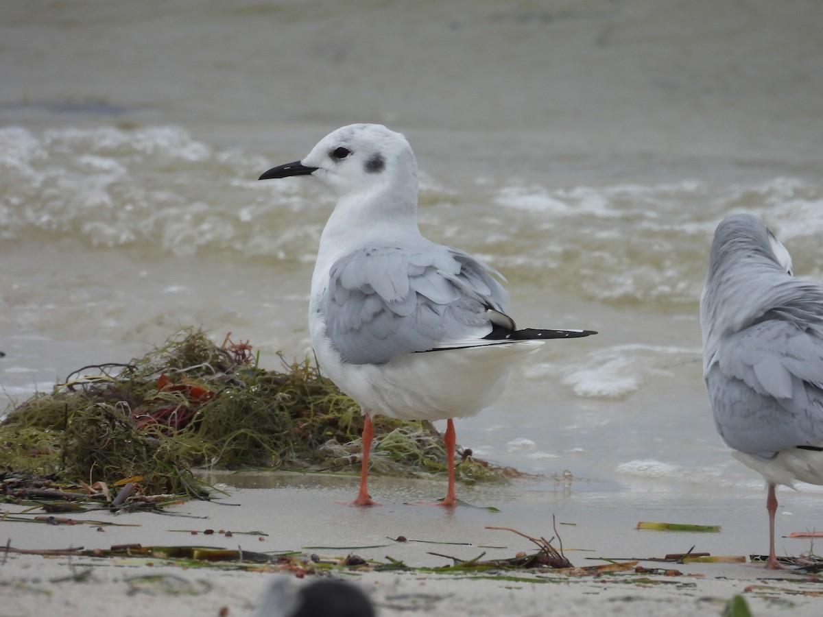 Mouette de Bonaparte - ML424026641