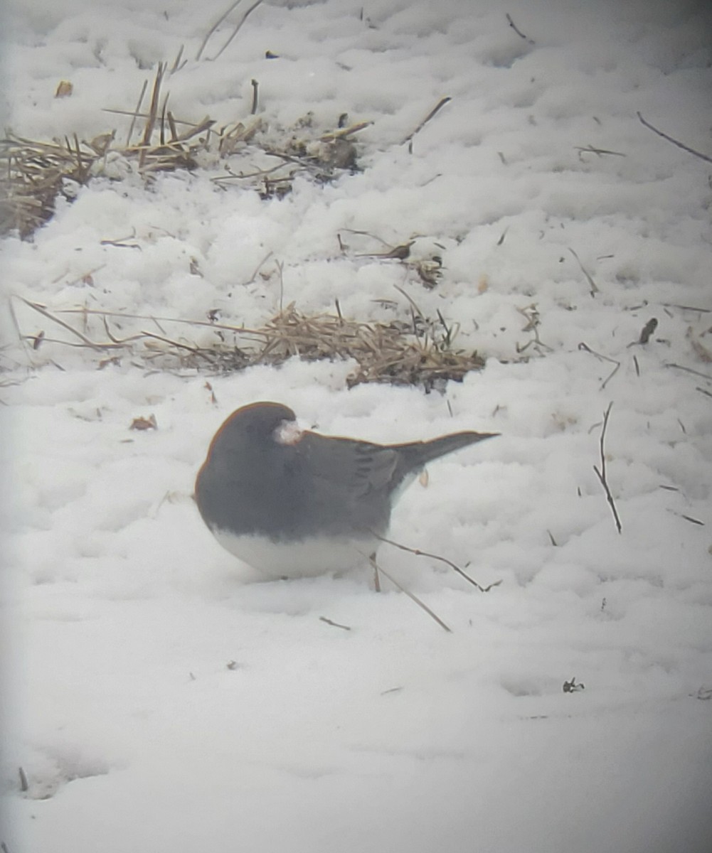 Dark-eyed Junco - Clint Williams