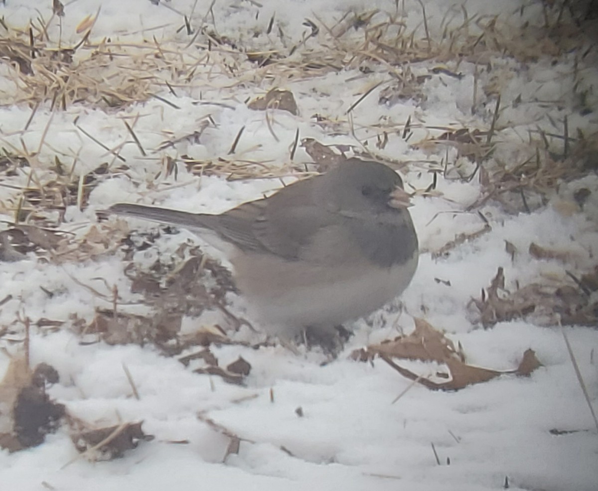 Junco ardoisé - ML424026701