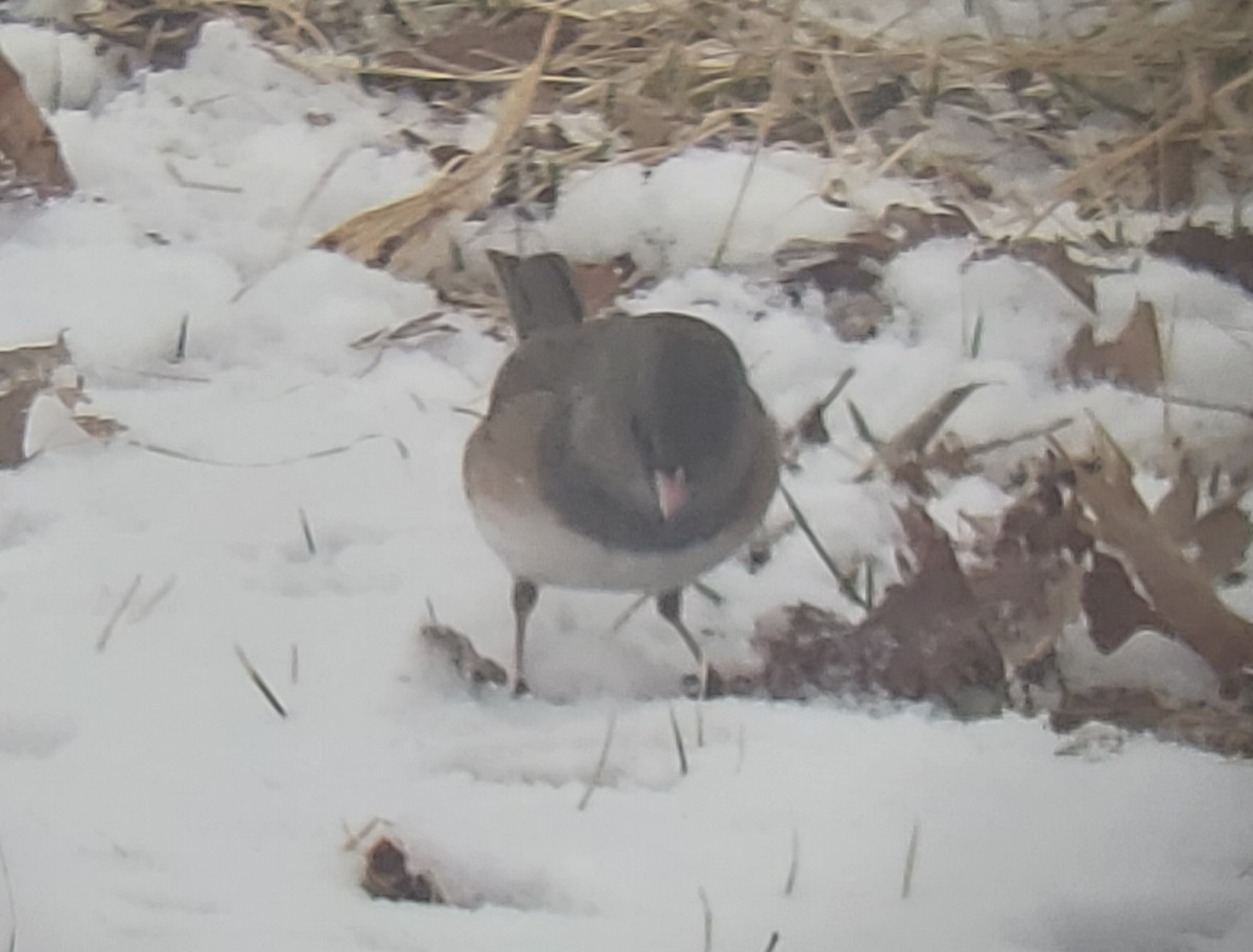 Dark-eyed Junco - ML424026711