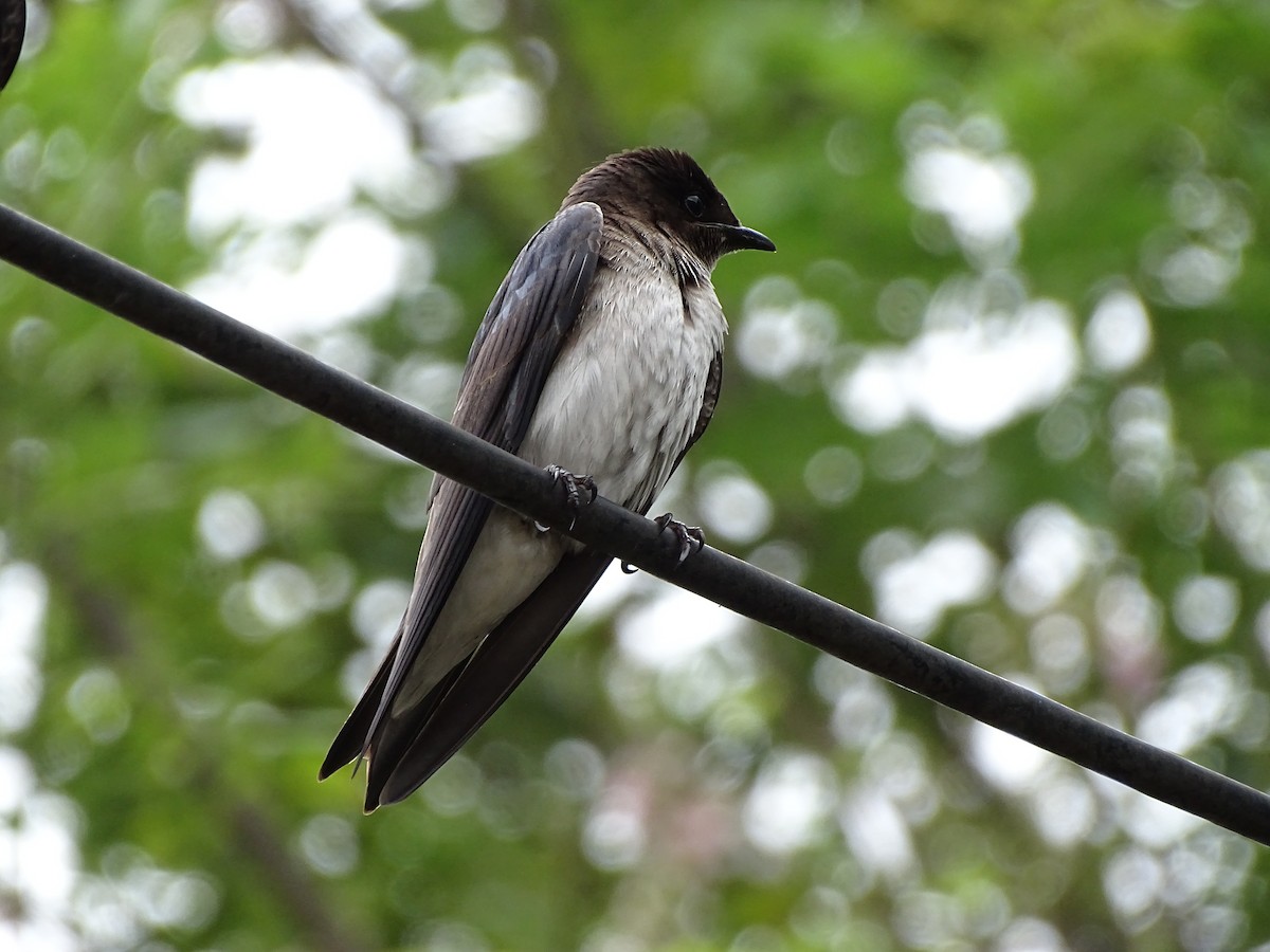 Gray-breasted Martin - ML424026731